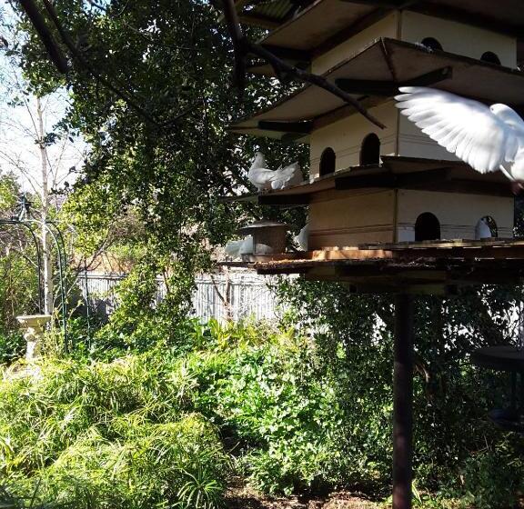 2间卧室的房子, The Dove Cote