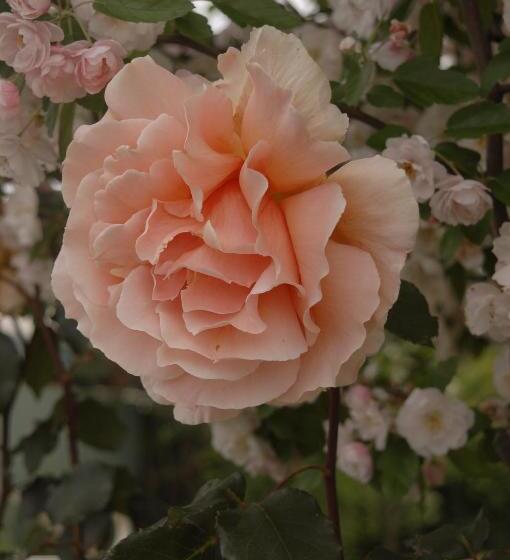 شقة غرفة واحدة, Dalfruin B&b