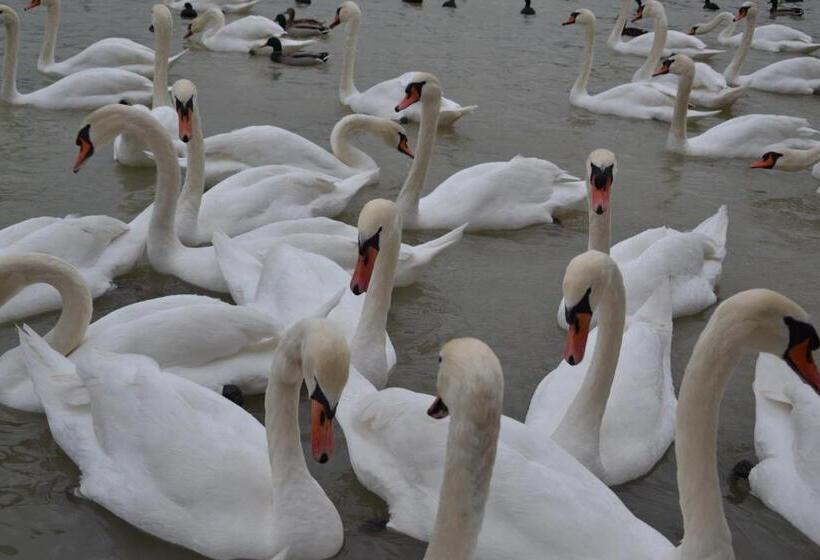 اتاق استاندارد با چشمانداز دریاچه, Gostisce Jezero