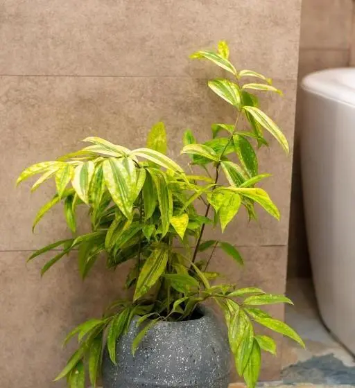 Habitació Deluxe, Tharusha
