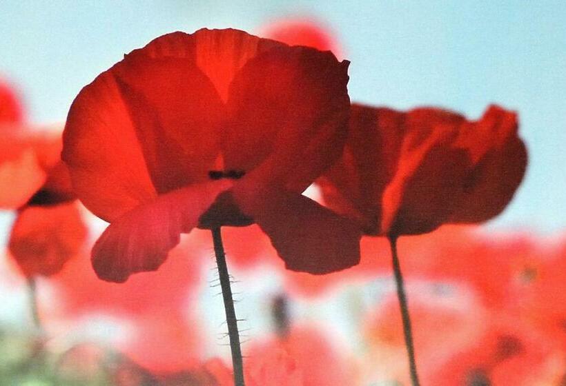 バルコニー付きシングルスタンダードルーム, Bz Sunnahof