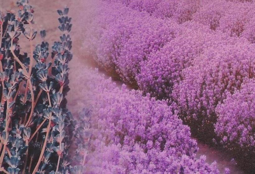 マウンテンビュースタンダードルーム, Bz Sunnahof