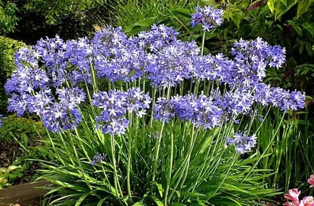 バルコニー付きデラックスルーム, Agapanthus Bed And Breakfast