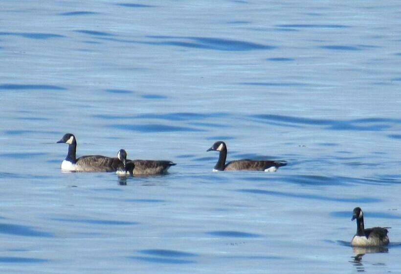غرفة قياسية رباعية, Motel Rimouski