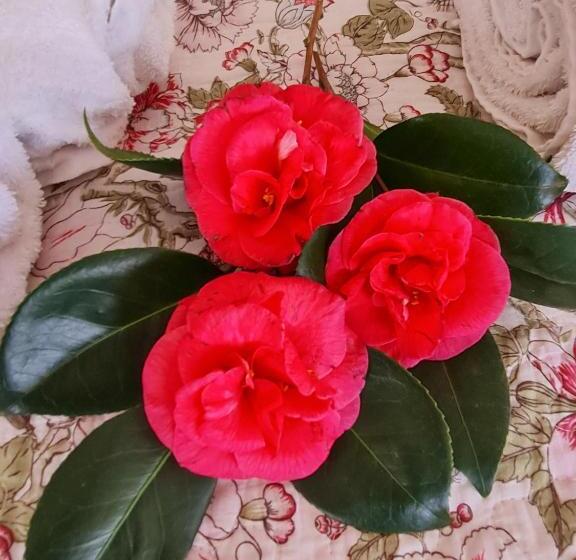 标准间, Cherry Berry Guest House