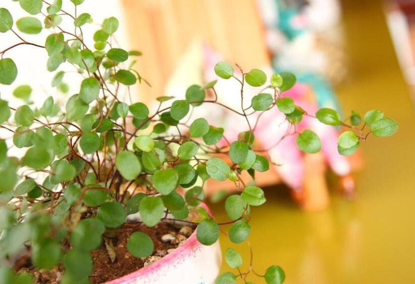 اتاق سوپریور خانوادگی, Pension Avenue