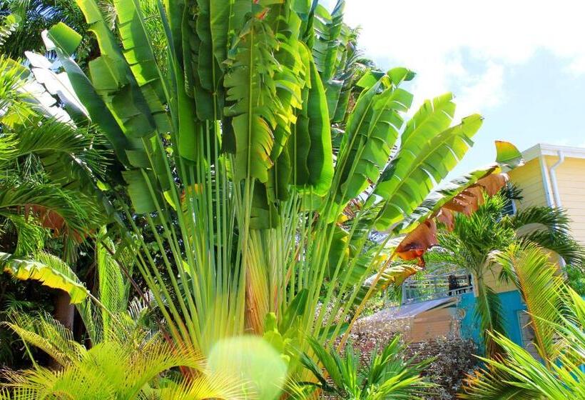 سوییت با چشم‌انداز استخر, Majesty Palm