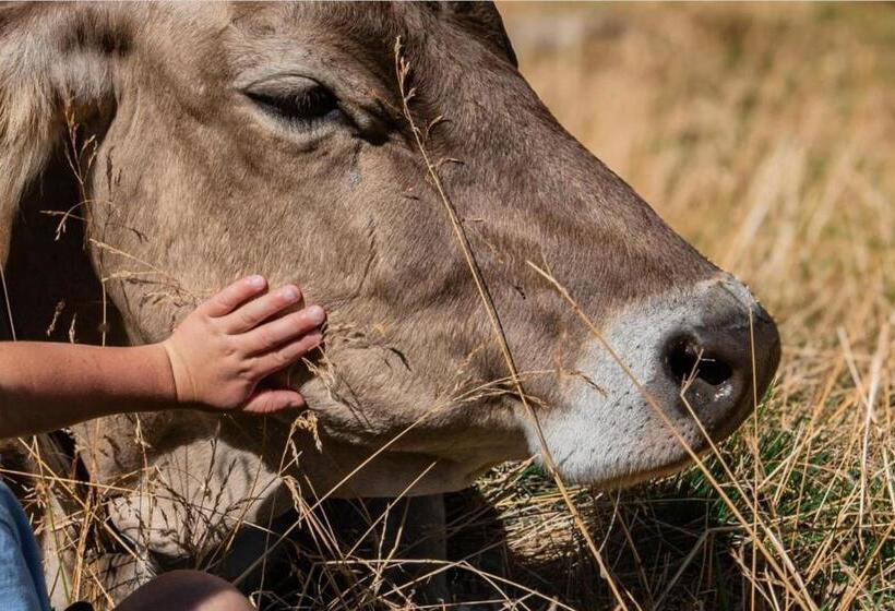 סטודיו סופריור, Oberhaushof