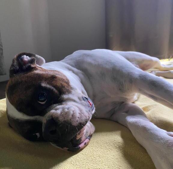 スタンダードルーム, Pousadinha Tia Chica Camburi