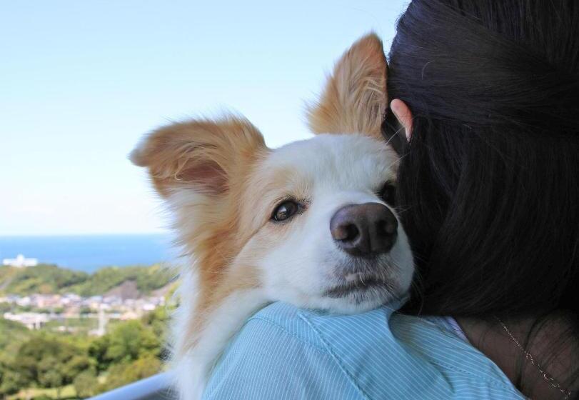 חדר סטנדרט לארבעה, Nanki Shirahama Dog Paradise