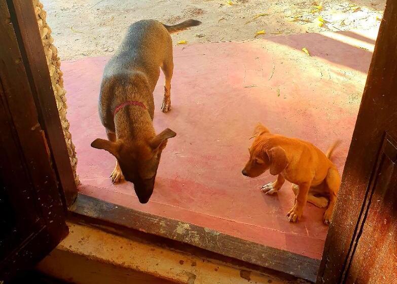 إستوديو قياسى, Fontaine Garden Village