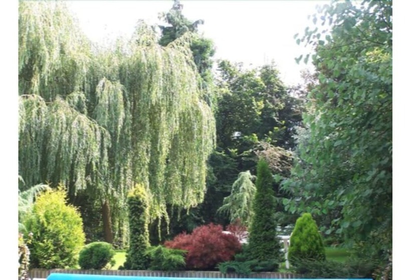 חדר סטנדרט, The Pines