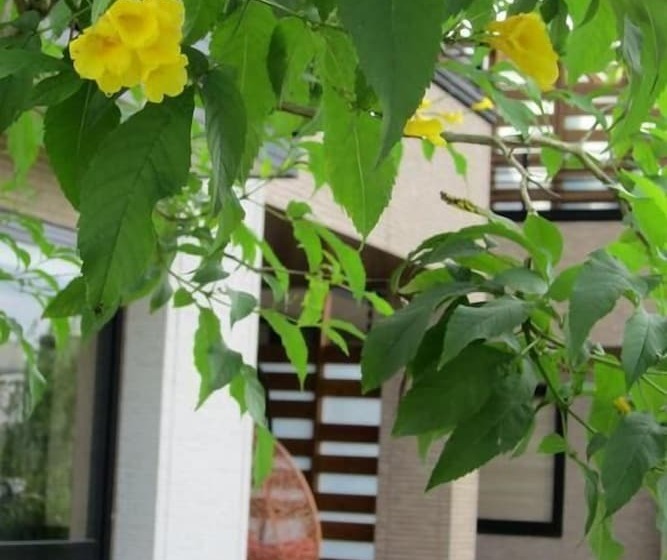 اتاق استاندارد چهار تخته, Green Willow House