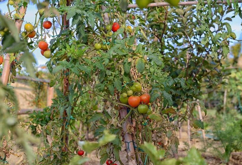 스위트, Resort Il Gallo Senone