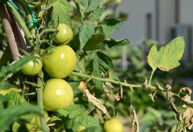 수피리어 룸, Resort Il Gallo Senone