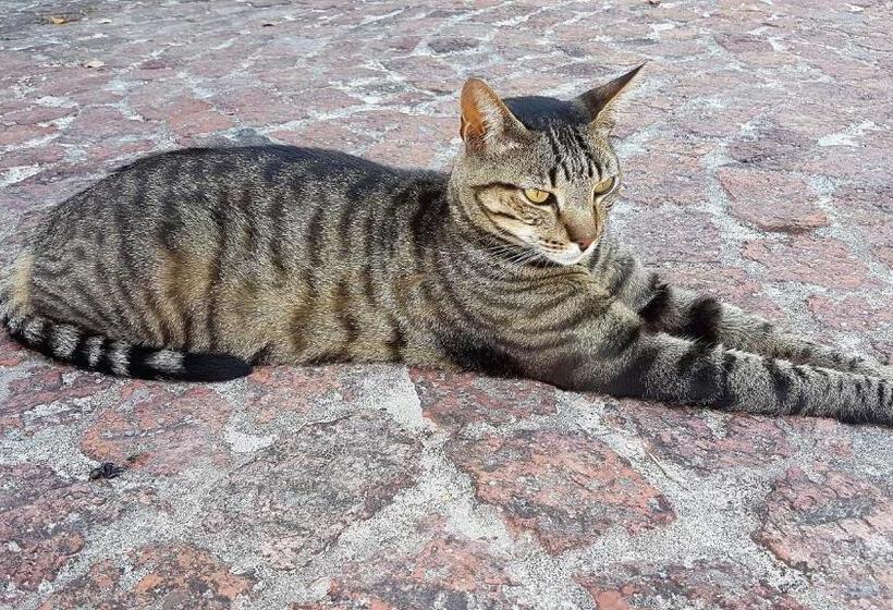 デラックスルーム, Amazing Grace B&b