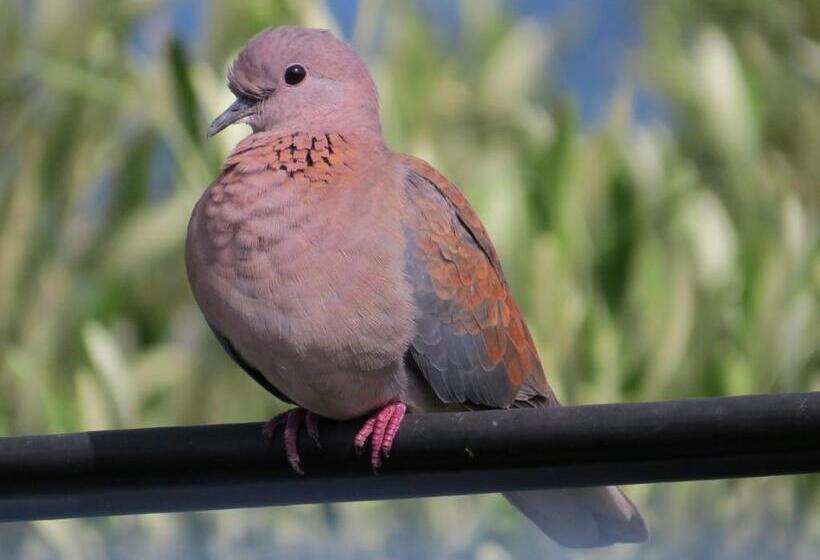 デラックスルーム, Amazing Grace B&b