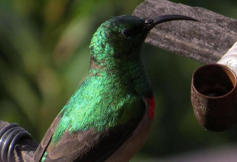 デラックスルーム, Amazing Grace B&b