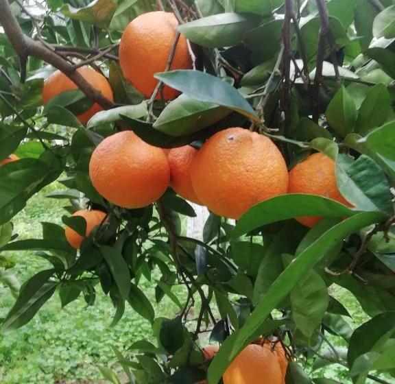 Pokój Standard Widok Morze z Balkonem, Dai Siciliani Paolo E Paola