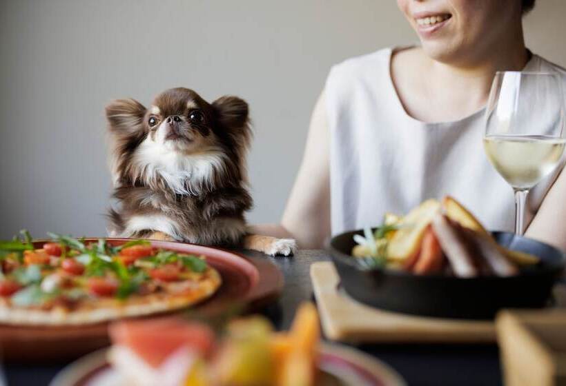 Номер Стандарт Двуспальная Кровать, Izu Marriott Hotel Shuzenji