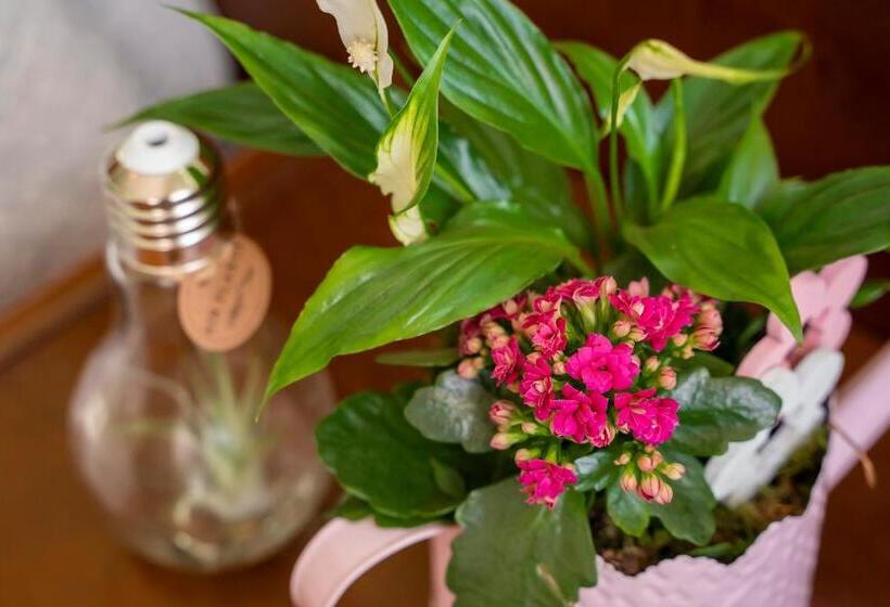 חדר סטנדרט יחיד, Sierra De Arcos