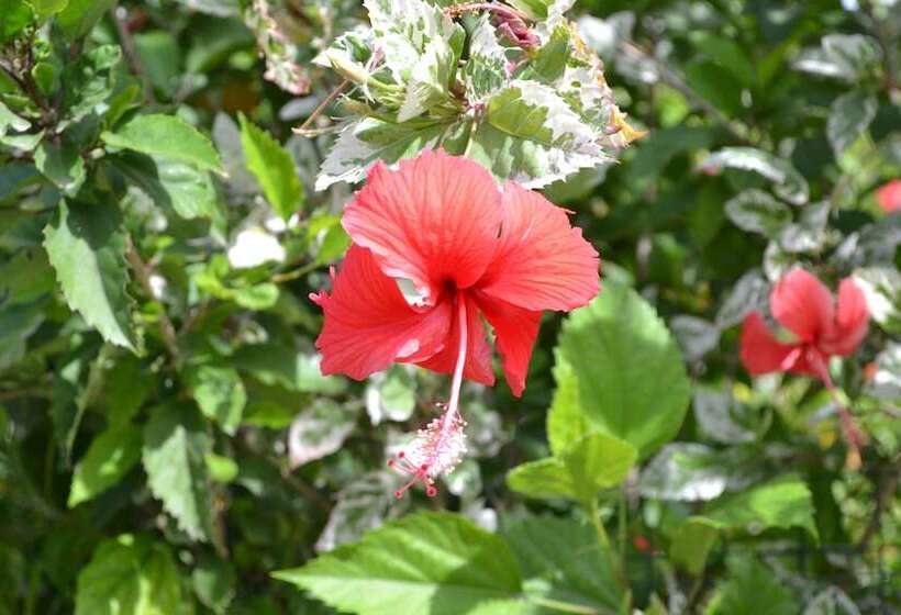 스탠다드 방갈로 침실 2개, Cabanas Henua Iti