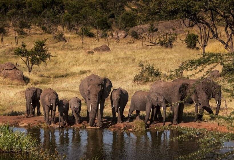 سوئیت با چشمانداز, Four Seasons Safari Lodge Serengeti