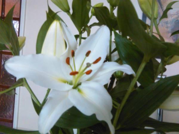 Номер Стандарт, Bianca S House Hotel Heathrow Airport