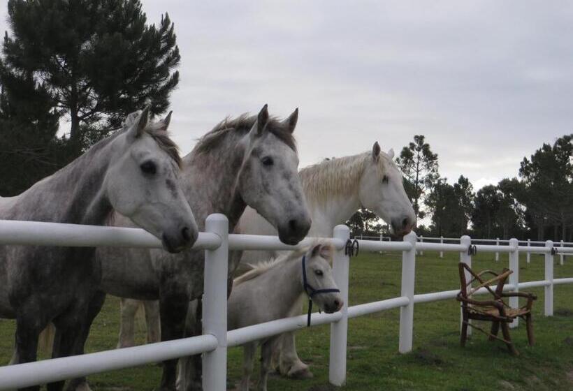 بانگلوی استاندارد, Tniqua Stable Inn