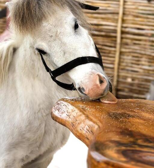 اتاق استاندارد, Tniqua Stable Inn