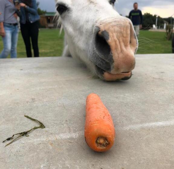 سوییت لوکس, Tniqua Stable Inn