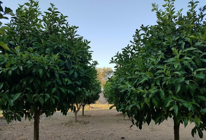 اتاق لوکس با چشمانداز باغ, Antica Masseria Torre Mozza