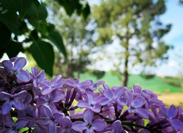 اتاق لوکس, Naturaverde Country House