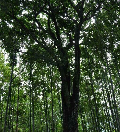 اتاق استاندارد, Sky Green Resort