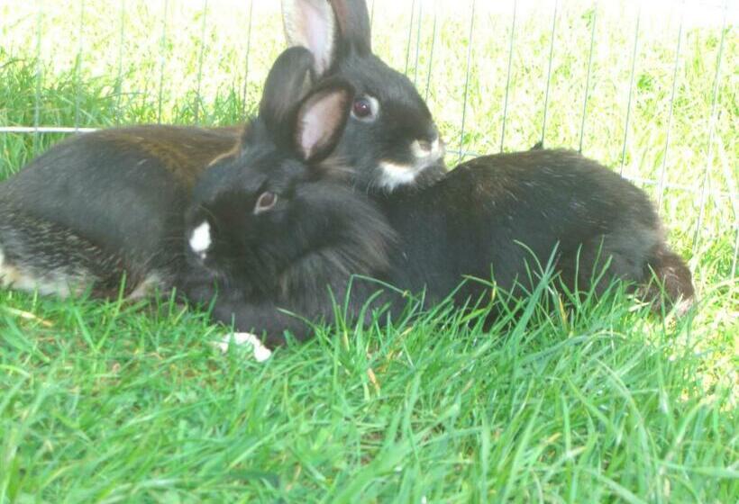 غرفة قياسية مزوَّدة بشُرفة, Landhaus Ebner