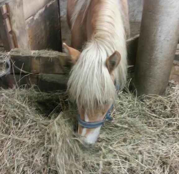 Apartament 1 Dormitori, Le Maier