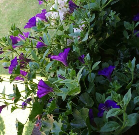 标准间带阳台, Gästepension Wiesenheim