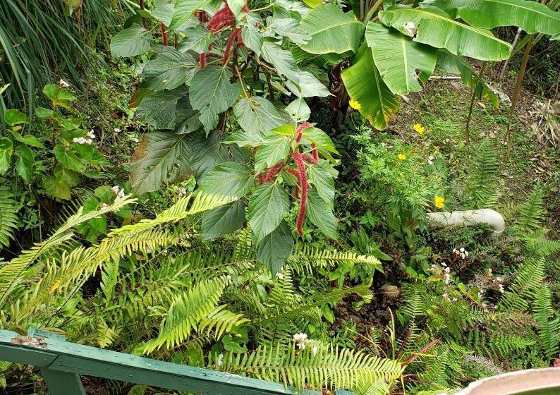 سوییت با چشمانداز باغ, Prince Valley Guesthouse