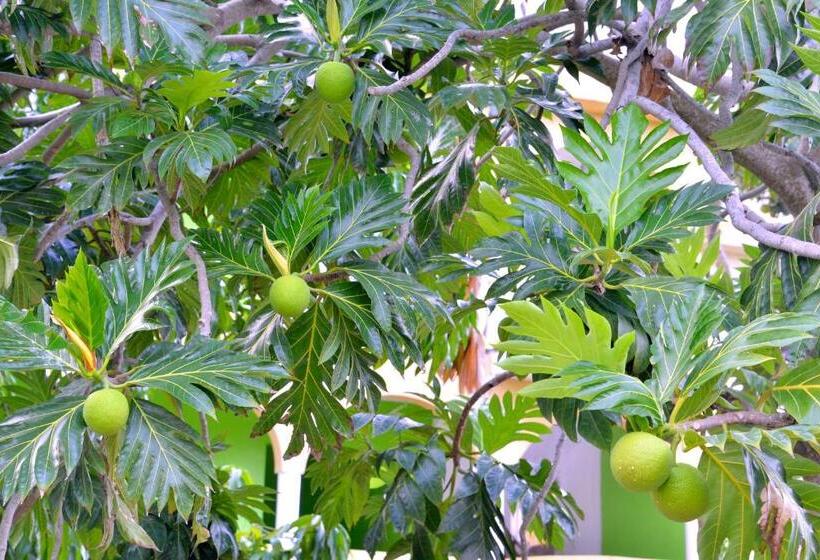 سوییت, Takuma Boutique Hotel Rooms & Suites Jamaica