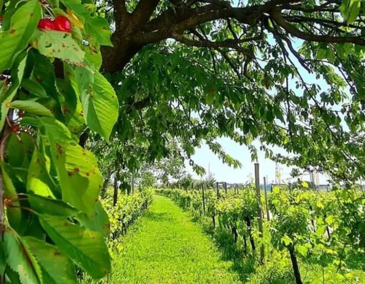 اتاق لوکس سه تخته, Agriturismo La Di Buiat