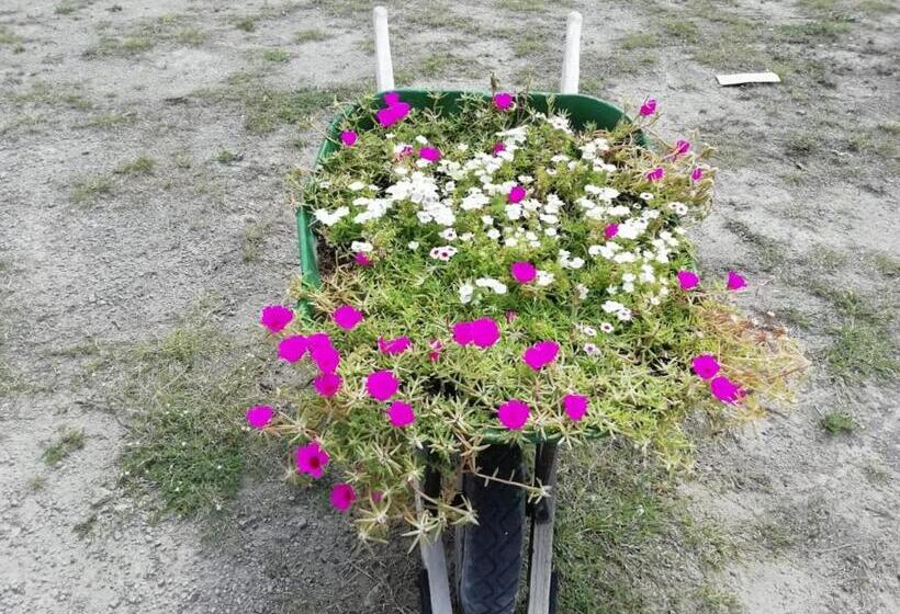 اتاق استاندارد, Payande  Tatacoa