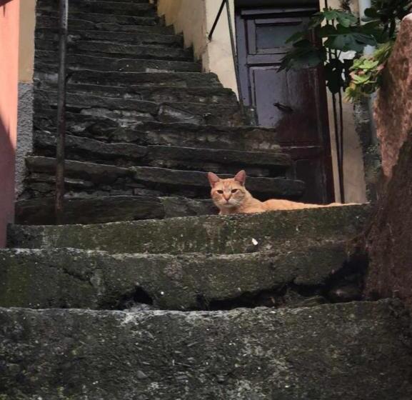 Номер Стандарт Вид на Море, Olimpo Affittacamere