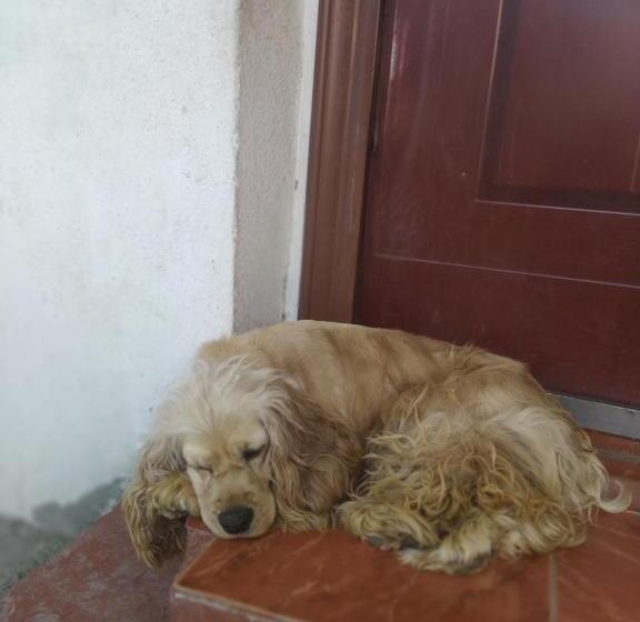 سوییت خانوادگی, Babibu