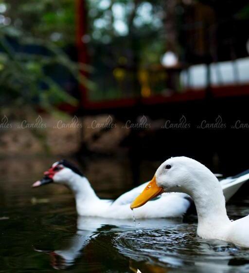 스탠다드 룸 호수 전망, Le Candles Resort