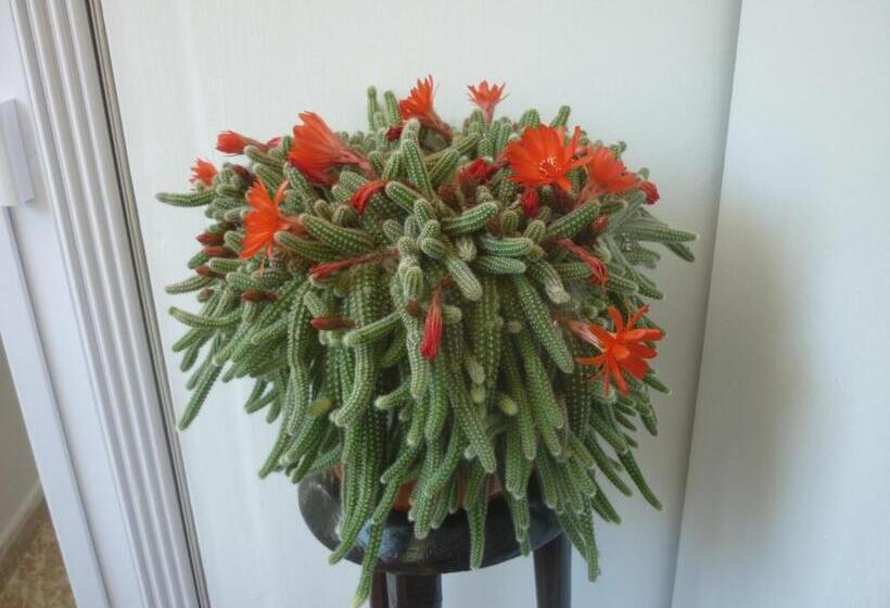 חדר סטנדרט, Pensión Santa Rosa