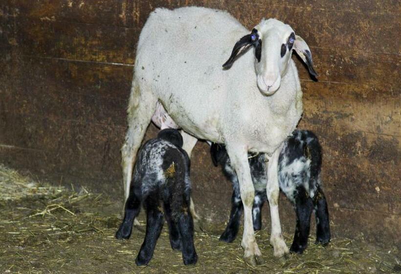 Апартаменты 1 Спальня, Ratzeshof