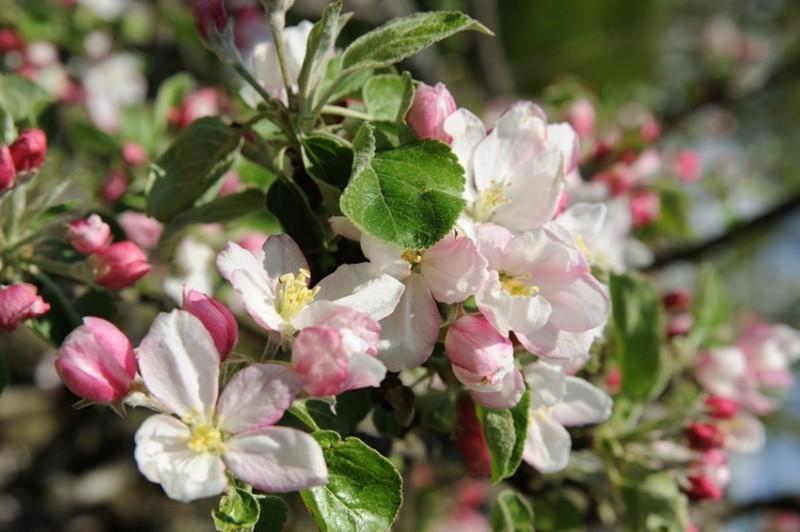 Апартаменты 1 Спальня, Pension Haus Rose