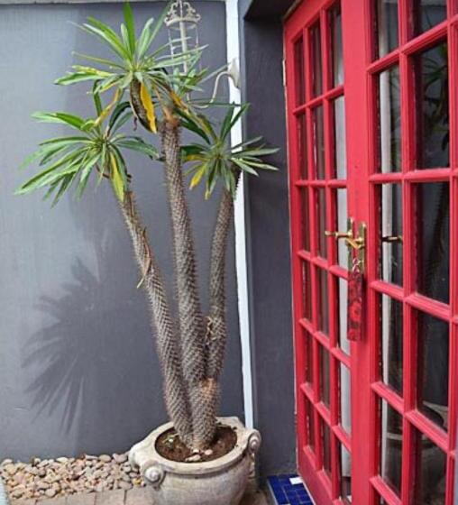 スーペリアトリプルルーム, Villa Contessa