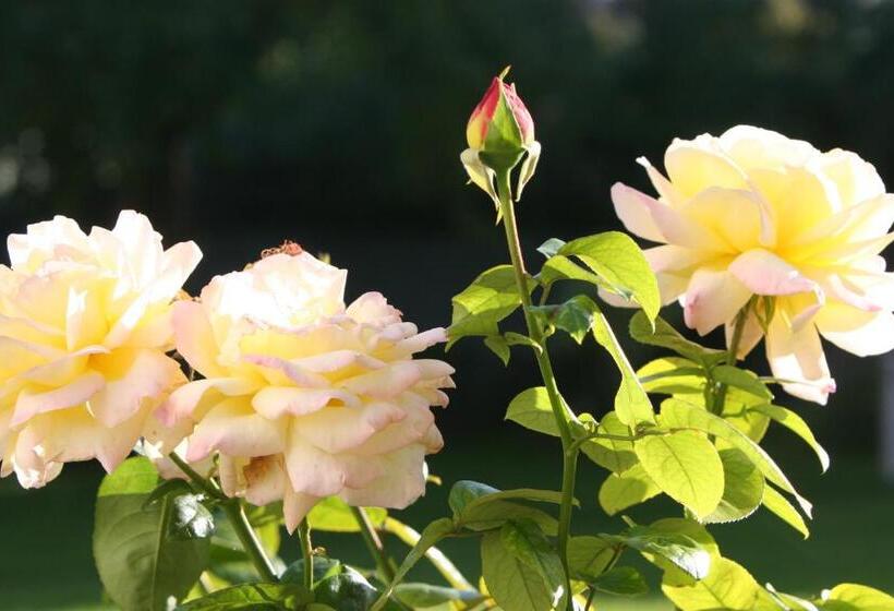 ویلای 1 خوابه با چشم‌انداز باغ, Villa Meri