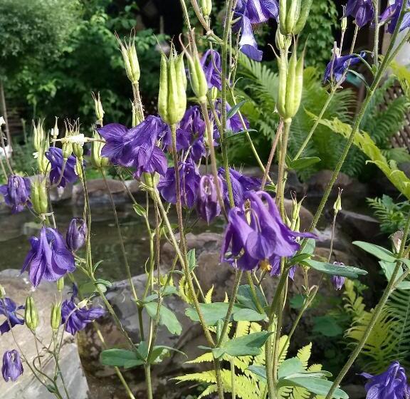 اتاق استاندارد سه نفره, Tamar Guest House